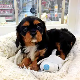 キャバリア・キングチャールズ・スパニエル