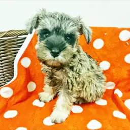 ミニチュア・シュナウザー