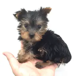 ヨークシャーテリア