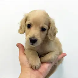 ミニチュア・ダックスフント