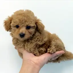 トイ・プードル