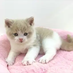 ブリティッシュショートヘア