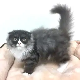 スコティッシュフォールド