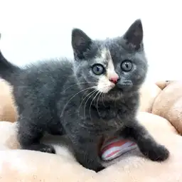 ブリティッシュショートヘア