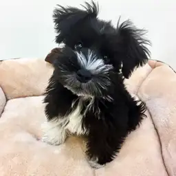 ミニチュア・シュナウザー