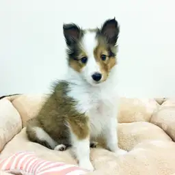 シェットランドシープドッグ