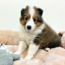 シェットランドシープドッグ