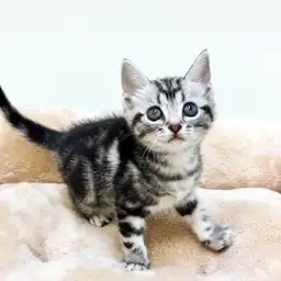 アメリカンショートヘア