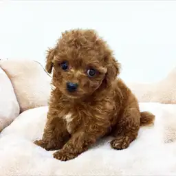 トイ・プードル