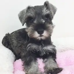 ミニチュア・シュナウザー