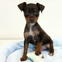 ミニチュア・ピンシャー