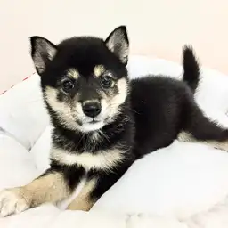 柴犬