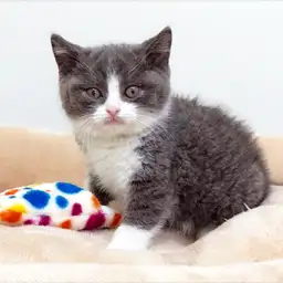 ブリティッシュショートヘア