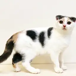 スコティッシュフォールド