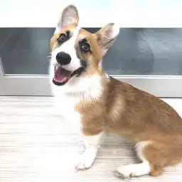 ウェルシュコーギーペンブローク