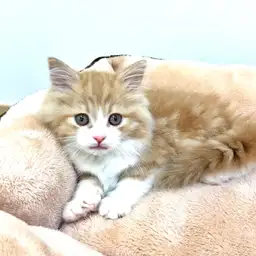 ノルウェージャンフォレストキャット