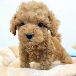 トイ・プードル