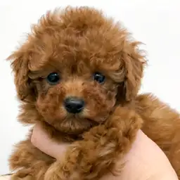 トイ・プードル