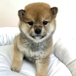 柴犬