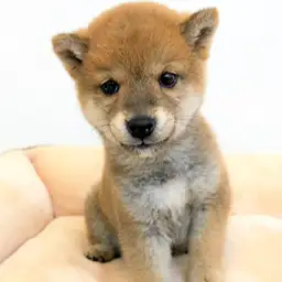 柴犬