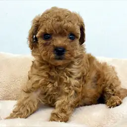 トイ・プードル