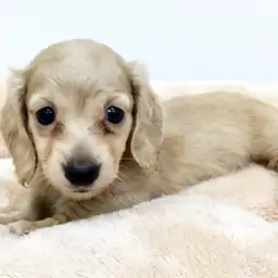 ミニチュア・ダックスフント