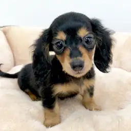 カニンヘン・ダックスフント