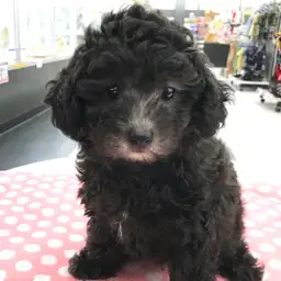 トイ・プードル