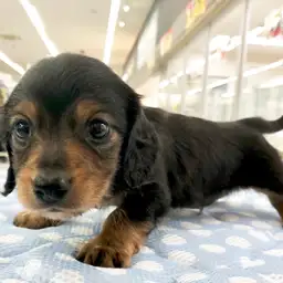 ミニチュア・ダックスフント