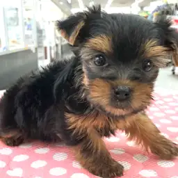 ヨークシャーテリア