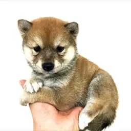 柴犬
