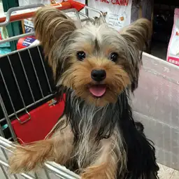 ヨークシャーテリア