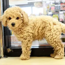 トイ・プードル
