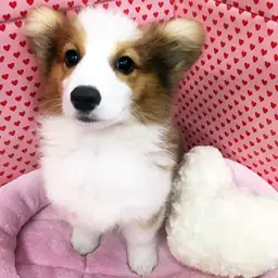 ウェルシュコーギーペンブローク