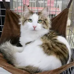 ノルウェージャンフォレストキャット