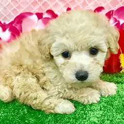 トイ・プードル