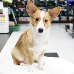 ウェルシュコーギーペンブローク