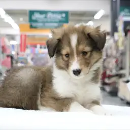 シェットランドシープドッグ