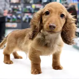 ミニチュア・ダックスフント