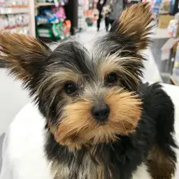 ヨークシャーテリア