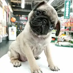 パグ