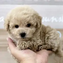 トイ・プードル