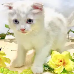 スコティッシュフォールド