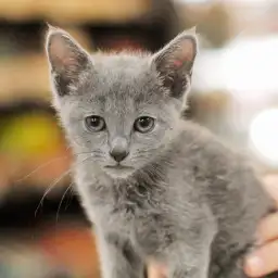 ロシアンブルー