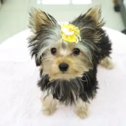 ヨークシャーテリア