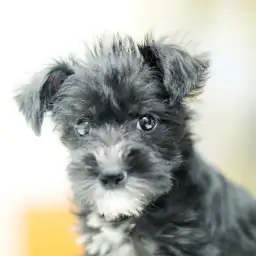 ミニチュア・シュナウザー