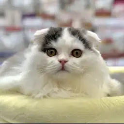 スコティッシュフォールド