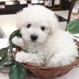 トイ・プードル