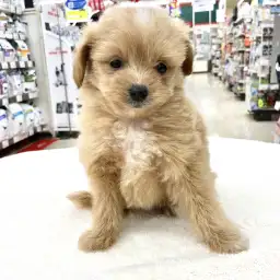 MIX（ポメラニアン×トイプードル）