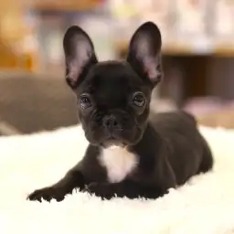 フレンチブルドッグ